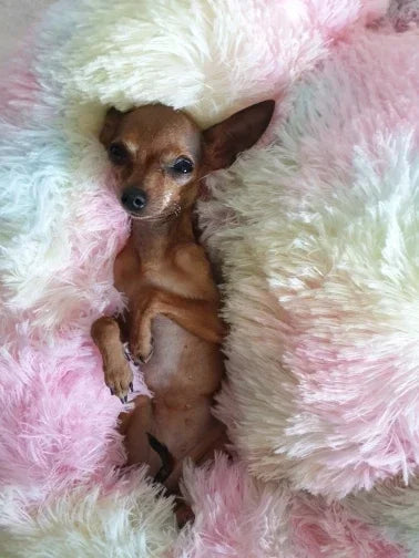Donut Bed For Your Furries