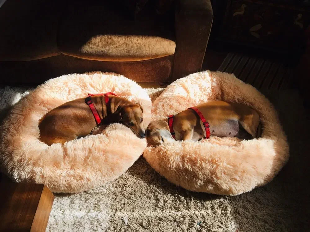 Donut Bed For Your Furries
