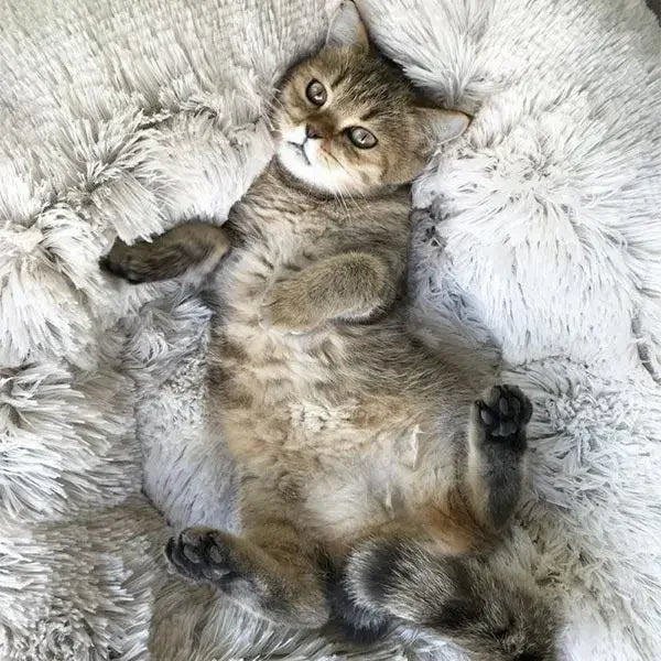Donut Bed For Your Furries