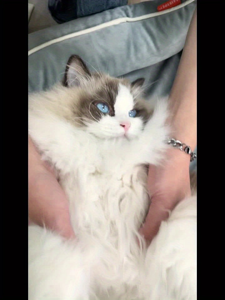 Pet Grooming Vacuum